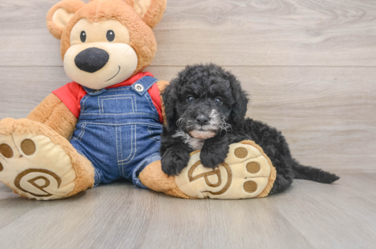 Mini Sheepadoodle Pup Being Cute