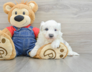 4 week old Mini Sheepadoodle Puppy For Sale - Seaside Pups