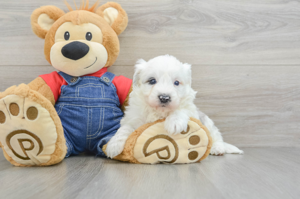 8 week old Mini Sheepadoodle Puppy For Sale - Seaside Pups