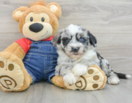 5 week old Mini Sheepadoodle Puppy For Sale - Seaside Pups