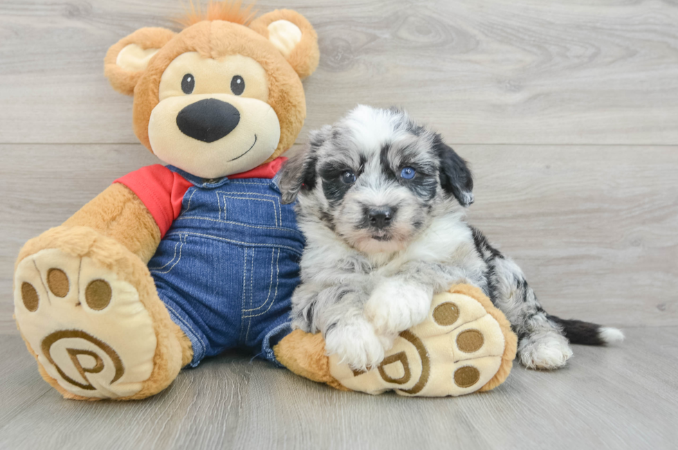 5 week old Mini Sheepadoodle Puppy For Sale - Seaside Pups