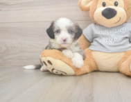 5 week old Mini Sheepadoodle Puppy For Sale - Seaside Pups