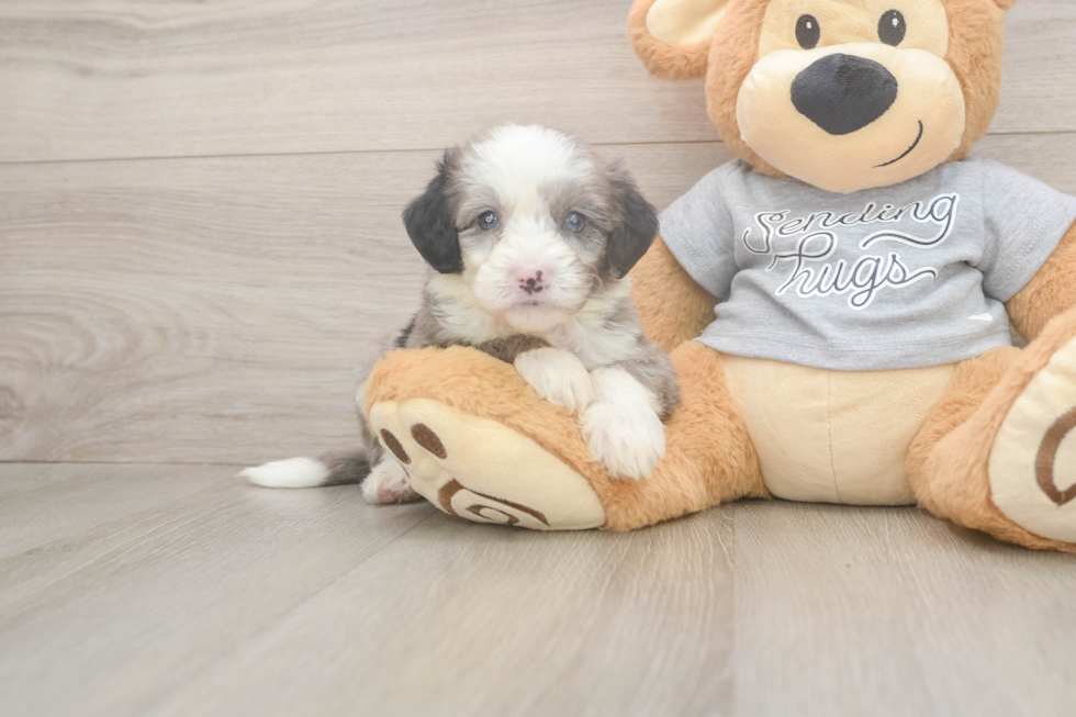Sweet Mini Sheepadoodle Baby