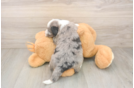 Mini Sheepadoodle Puppy for Adoption