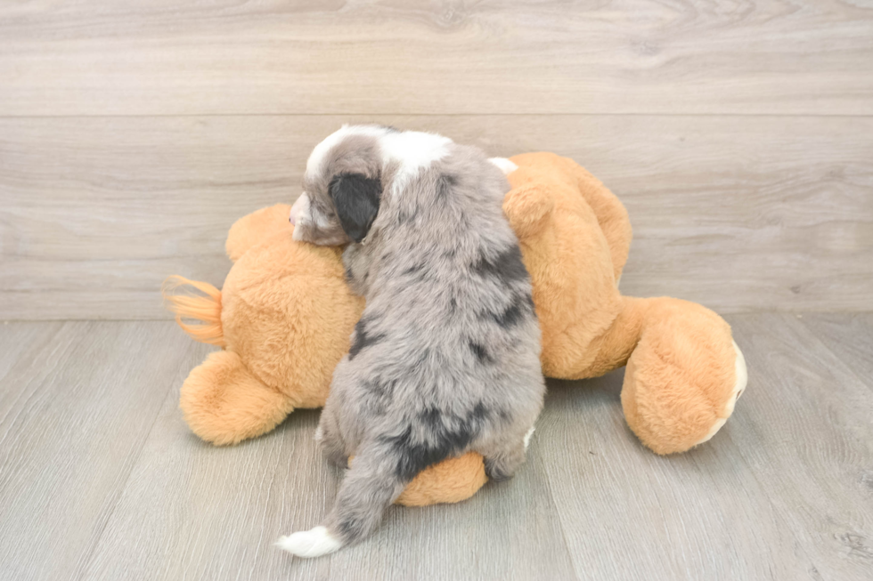 Mini Sheepadoodle Puppy for Adoption