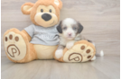 Small Mini Sheepadoodle Baby