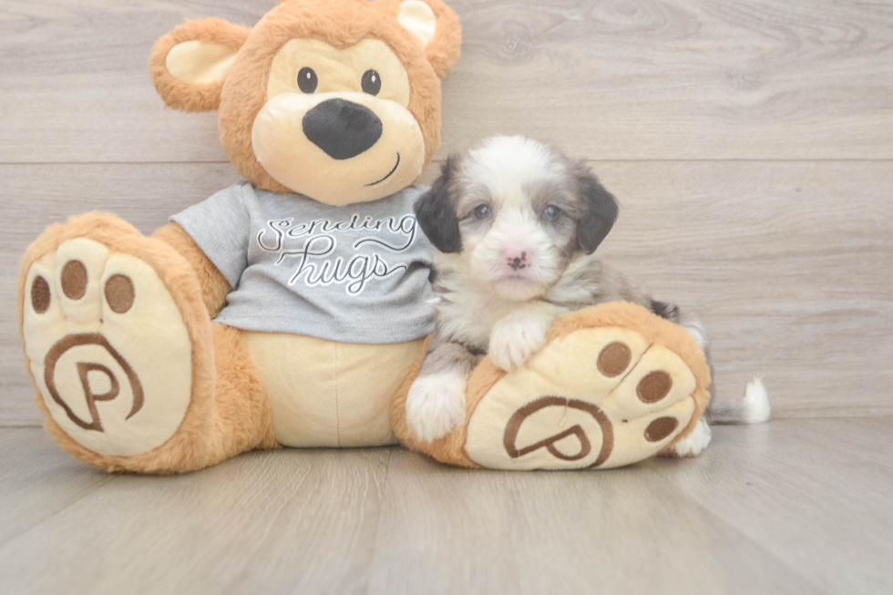 Small Mini Sheepadoodle Baby