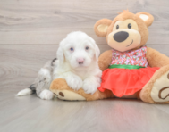 5 week old Mini Sheepadoodle Puppy For Sale - Seaside Pups