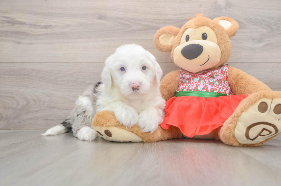 5 week old Mini Sheepadoodle Puppy For Sale - Seaside Pups