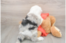 Fluffy Mini Sheepadoodle Poodle Mix Pup