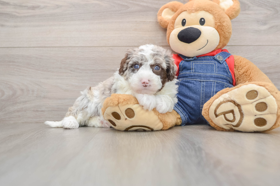 Hypoallergenic Sheep a Poo Poodle Mix Puppy