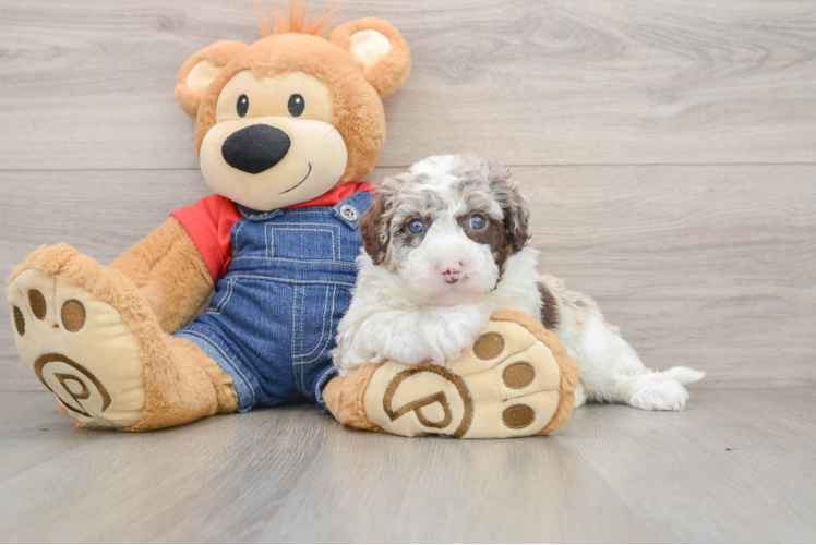 Happy Mini Sheepadoodle Baby