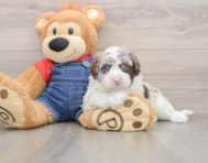 5 week old Mini Sheepadoodle Puppy For Sale - Seaside Pups