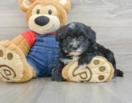 7 week old Mini Sheepadoodle Puppy For Sale - Seaside Pups