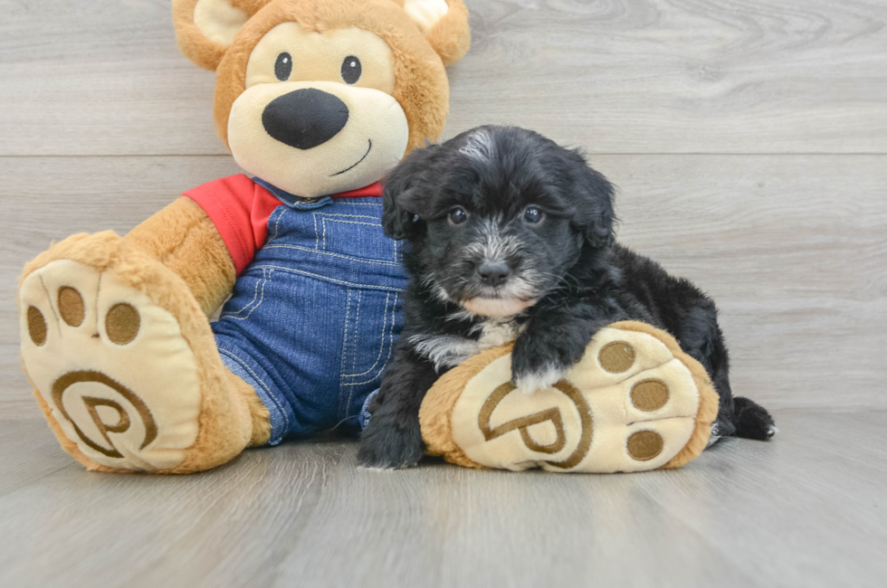 7 week old Mini Sheepadoodle Puppy For Sale - Seaside Pups
