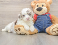 6 week old Mini Sheepadoodle Puppy For Sale - Seaside Pups