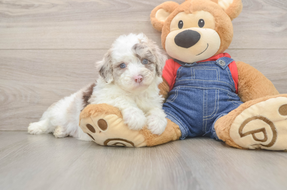 5 week old Mini Sheepadoodle Puppy For Sale - Seaside Pups