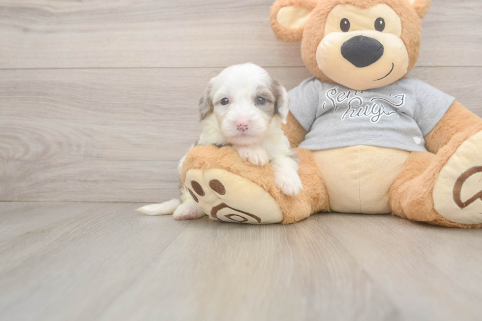 Adorable Sheepdogpoo Poodle Mix Puppy