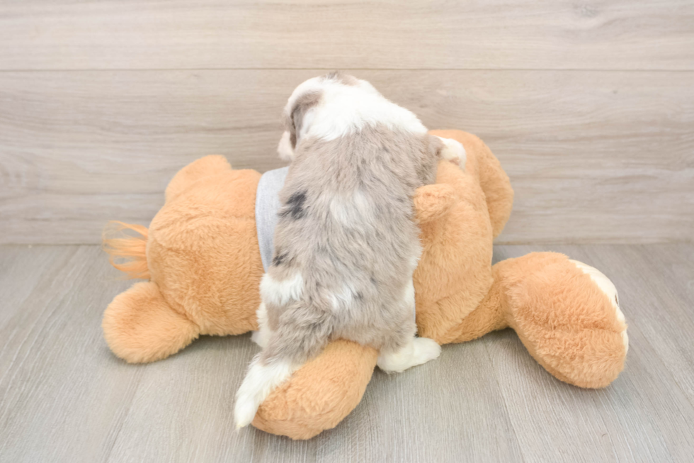 Mini Sheepadoodle Pup Being Cute