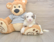 8 week old Mini Sheepadoodle Puppy For Sale - Seaside Pups