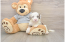 Smart Mini Sheepadoodle Poodle Mix Pup