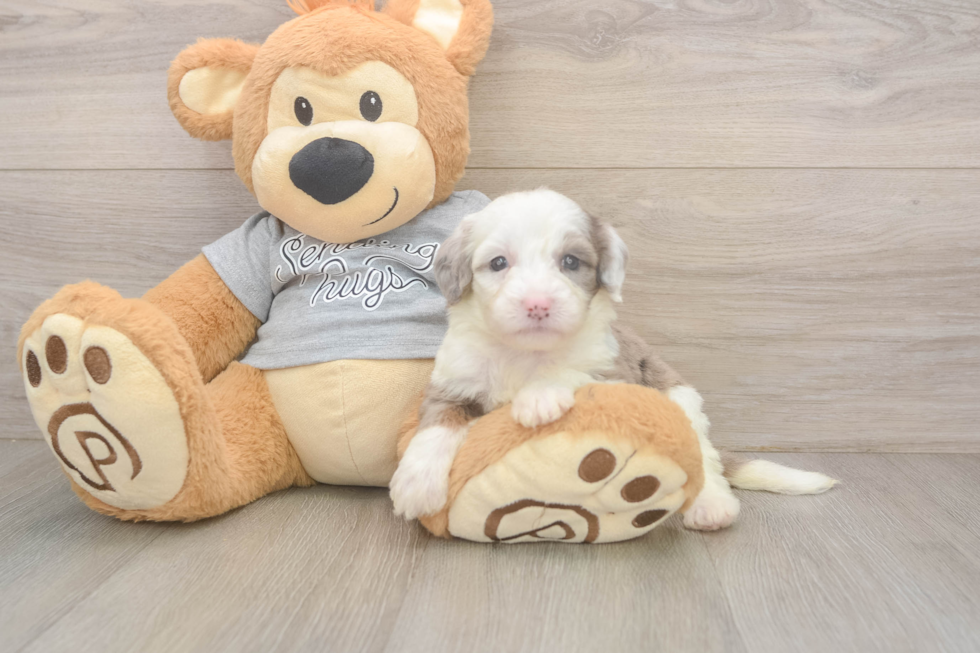 Smart Mini Sheepadoodle Poodle Mix Pup