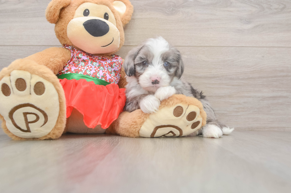 5 week old Mini Sheepadoodle Puppy For Sale - Seaside Pups