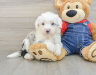 6 week old Mini Sheepadoodle Puppy For Sale - Seaside Pups