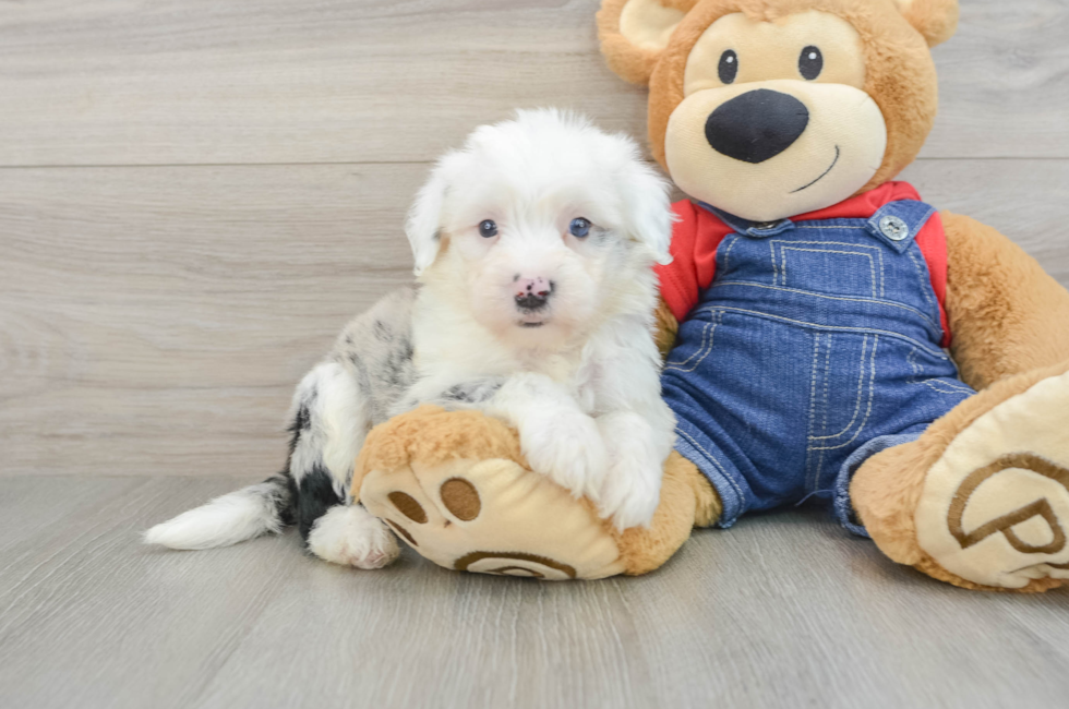 7 week old Mini Sheepadoodle Puppy For Sale - Seaside Pups
