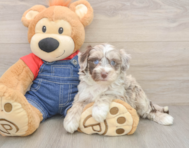 6 week old Mini Sheepadoodle Puppy For Sale - Seaside Pups
