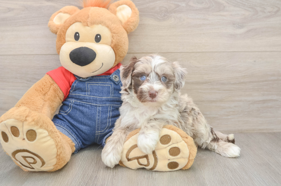 5 week old Mini Sheepadoodle Puppy For Sale - Seaside Pups
