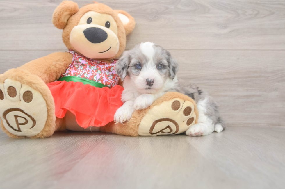 5 week old Mini Sheepadoodle Puppy For Sale - Seaside Pups