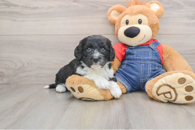 Adorable Sheepdogpoo Poodle Mix Puppy