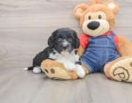 5 week old Mini Sheepadoodle Puppy For Sale - Seaside Pups