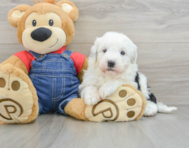 4 week old Mini Sheepadoodle Puppy For Sale - Seaside Pups