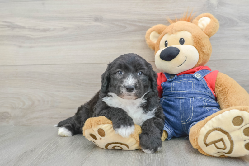 Meet Kenneth - our Mini Sheepadoodle Puppy Photo 1/3 - Seaside Pups