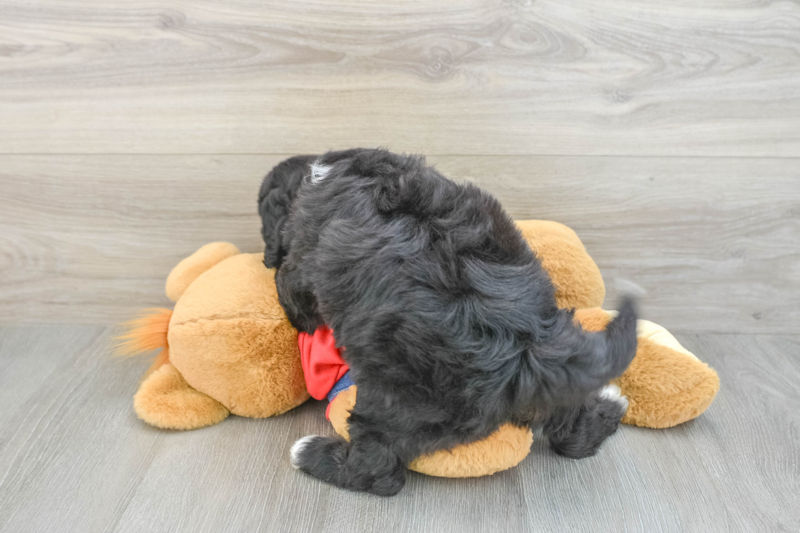 Meet Kenneth - our Mini Sheepadoodle Puppy Photo 2/3 - Seaside Pups
