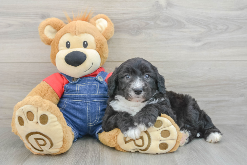 Meet Kenneth - our Mini Sheepadoodle Puppy Photo 3/3 - Seaside Pups