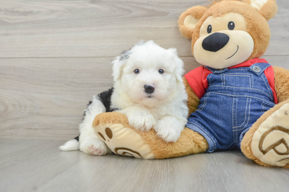 5 week old Mini Sheepadoodle Puppy For Sale - Seaside Pups