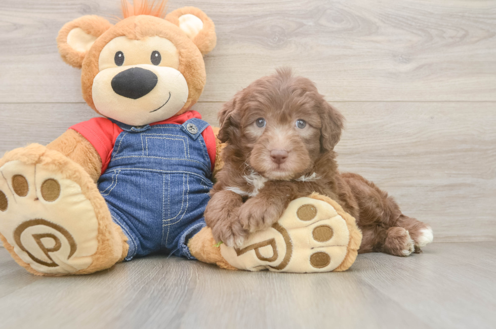 5 week old Mini Sheepadoodle Puppy For Sale - Seaside Pups