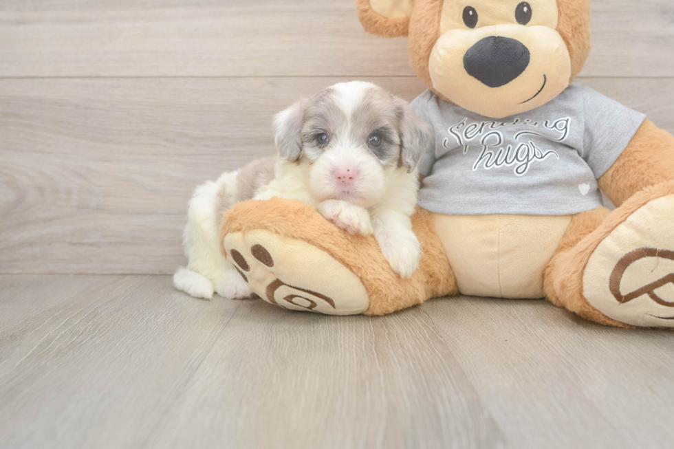 Popular Mini Sheepadoodle Poodle Mix Pup