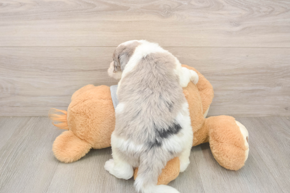 Mini Sheepadoodle Puppy for Adoption