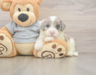 5 week old Mini Sheepadoodle Puppy For Sale - Seaside Pups