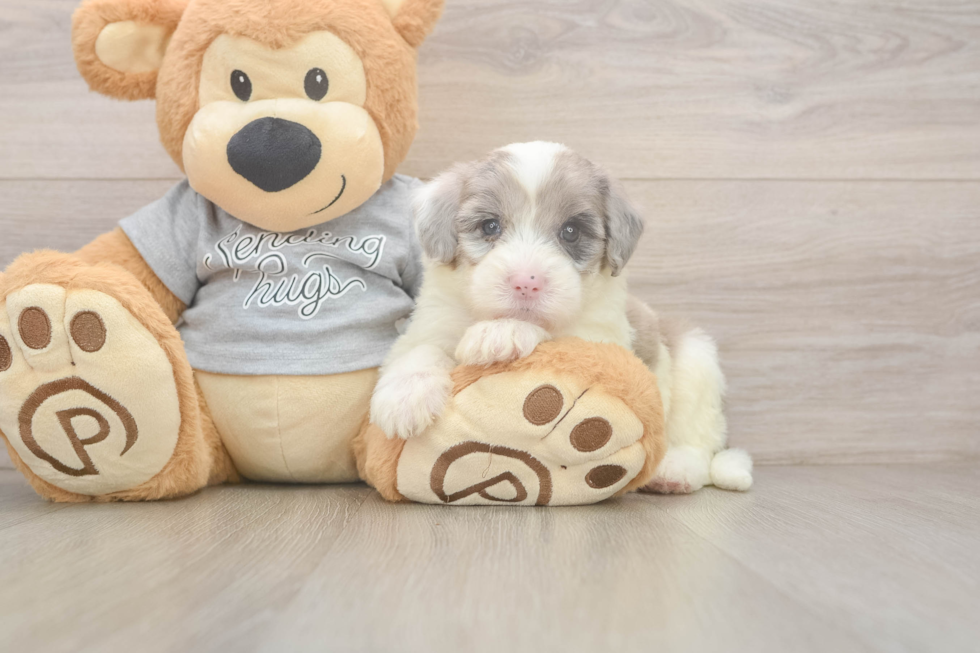 Hypoallergenic Sheep a Poo Poodle Mix Puppy