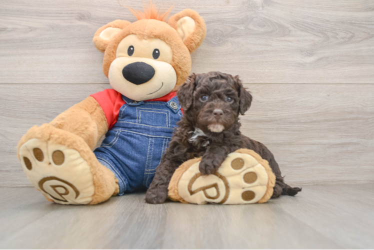 Best Mini Sheepadoodle Baby