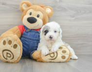 4 week old Mini Sheepadoodle Puppy For Sale - Seaside Pups