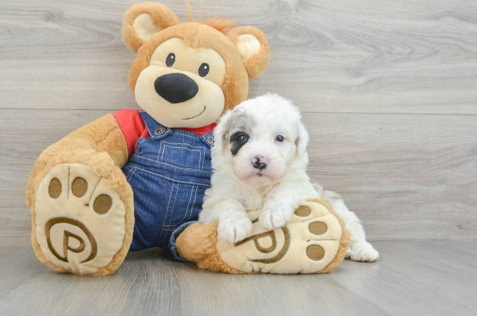 8 week old Mini Sheepadoodle Puppy For Sale - Seaside Pups