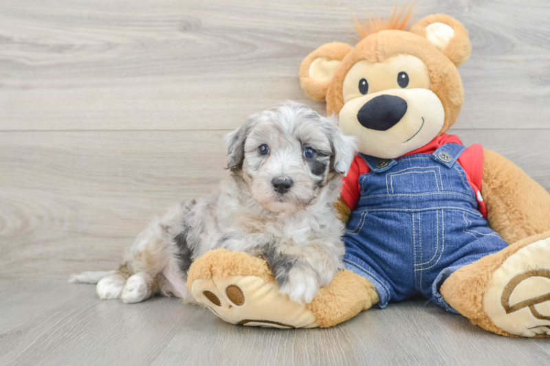 Meet Khal - our Mini Sheepadoodle Puppy Photo 1/3 - Seaside Pups