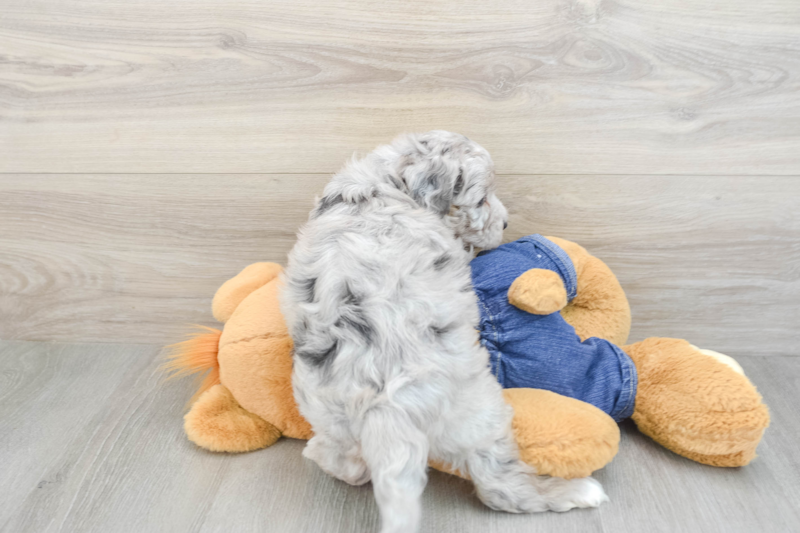 Meet Khal - our Mini Sheepadoodle Puppy Photo 2/3 - Seaside Pups
