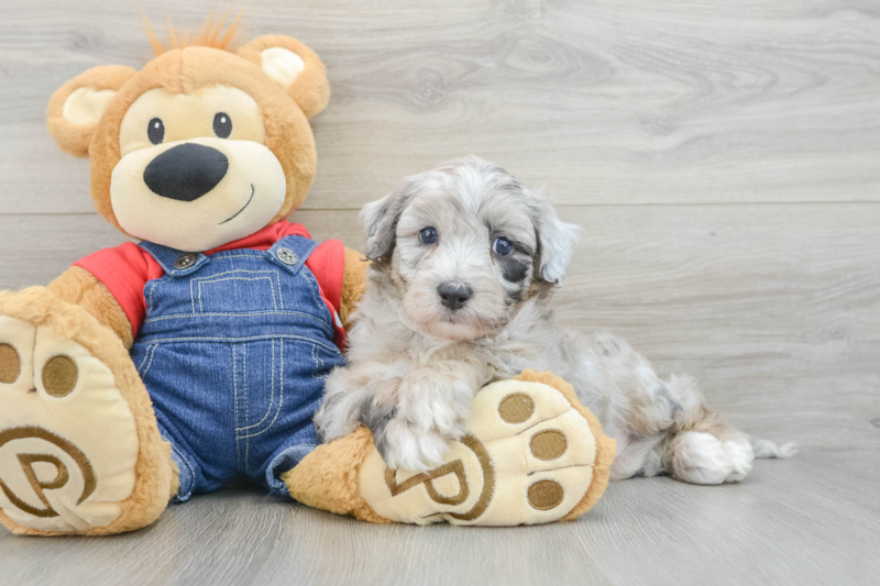 Meet Khal - our Mini Sheepadoodle Puppy Photo 3/3 - Seaside Pups